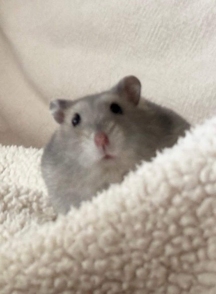 MUR